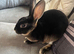 Two stunning mini Rex sisters