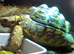6 year old Leopard tortoise