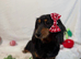 Miniature Dachshund Searching for her loving home