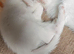 3 Beautiful Khao Manee x Turkish Angora kittens for sale