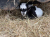 3 Pygmy goat kids for sale