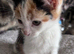6 Adorable Tortie Mix Kittens