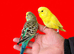 Super silly hand tamed baby budgies