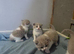 Full Britishshort kittens