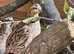 Pair northern bobwhite quail
