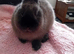 Siamese Sable Netherland Dwarf boy 3 months