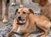 Chase boy waits for his family 9 months old. A shy boy, but loving and friendly with all dogs