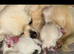 Long coat chihuahua boys