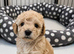 Beautiful Parti Toy Poodle Puppies – 1 Boy & 1 Girl Available