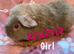 Beautiful home bred baby teddy Guinea pigs now available