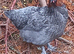 French copper maran pullets