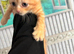 Ragdoll cross kitten