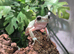 Blue Phase Whites Tree Frogs at Birmingham Reptiles
