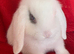 Beautiful Pure Bred Mini Lop Rabbit