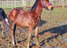 Lovely welsh D partbreed