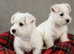 Adorable west highland terrier puppies