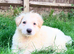 White Pedigree German Shepherd Puppies