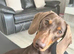 Female minature dachshund