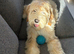 Gold and Cream Tibetan Terrier boy