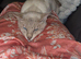 2 year old male siamese