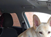cream/white male German Shepard