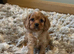 Cavapoo puppies F1 last little girl left