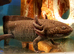 Adult axolotls, various colours available