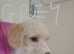 Cockapoo Females   ️( Cockapoo x Jack Russell Ready NOW