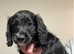 Cockapoo