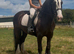 14.2/3H - 7Yo - Black - Gypsy Cob - Gelding - Family Cob