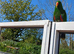 Eclectus