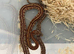 Multiple corn snakes available
