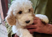 3 F2 white and Maple Cockapoo pups