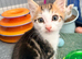 9 week old kittens