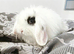 Mini lion lops ready 11th july