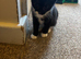 Stunning kitten for sale!