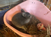 Litter of Rex mixed with Netherland dwarf s ready to leave now they are eight weeks