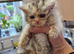 1 girl and 1 boy persian x cross kittens