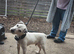 parson jack russell for stud
