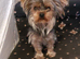 Teddy Male yorkie