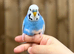 Baby budgies