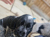 2 pups from litter.
