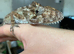 BREEDING PAIR OF FALSE CHAMELEON ANOLES