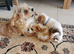 Shih tzu x jorkie pups