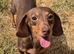 Chocolate & Tan Miniature Dachshund