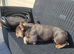 Outstanding kc reg 2 year old frenchie