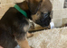 K.C. Reg border terriers