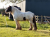 15hh cob gelding