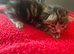 7 kittens for sale