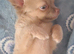 2 long coat chihuahua boys now available